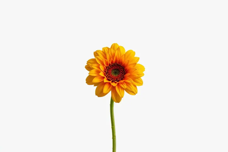 vibrant flower stock photo